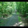 PrinceWilliamNationalForest-20040523-29.JPG