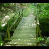 PrinceWilliamNationalForest-20040523-32.JPG