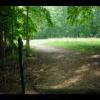 PrinceWilliamNationalForest-20040523-34.JPG