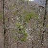 SignalKnob-20050213-06.JPG