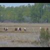 Assateague20060114-05.JPG