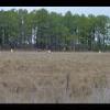 Assateague20060114-08.JPG