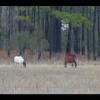 Assateague20060114-10.JPG