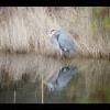 Assateague20060114-11.JPG