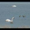 Assateague20060114-12.JPG