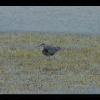 Assateague20060114-15.JPG