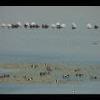 Assateague20060114-16.JPG