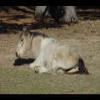 Assateague20060114-25.JPG