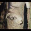 Assateague20060114-27.JPG
