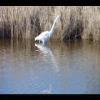 Assateague20060114-33.JPG