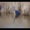 Assateague20060114-34.JPG