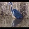 Assateague20060114-35.JPG