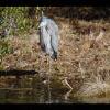 Assateague20060114-36.JPG