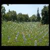 MemorialDay2006-10.JPG