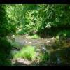 PrinceWilliamNationalForest-20040523-07.JPG