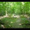 PrinceWilliamNationalForest-20040523-31.JPG