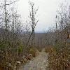 SignalKnob-20050213-17.JPG