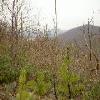 SignalKnob-20050213-26.JPG