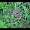 SkyMeadows-20040516-26.JPG